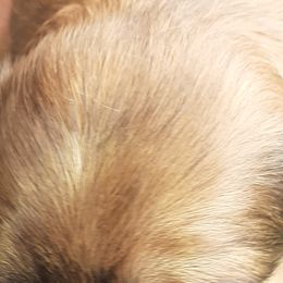 Lhasa Apso Puppies from Lots of Lhasa Love