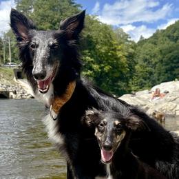 Coco - Silken Windhound