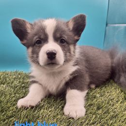 Kevin  Light blue collar - Blue male Pembroke Welsh Corgi puppy in Pekin, Indiana from Beth's Pawsitivley Corgis