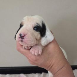 Vania - Black white and brown female Basset Hound puppy in Denison, Texas from Emma Lou's Baby Bassets
