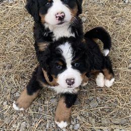 Bernese Mountain Dog Puppies from Bernese Bunker