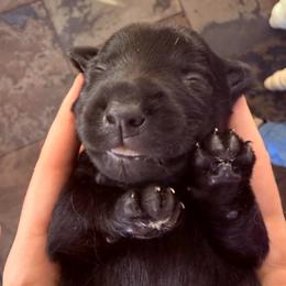 Shaggy - Black brindle male Scottish Terrier puppy in Oak Harbor, Washington from Nicole's Scottish Terriers