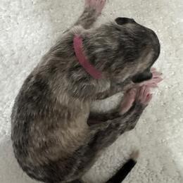 Girl 2 - Brindle female Borzoi puppy in Texas from Royal Chase Borzoi