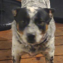 CHEETOH - Australian Cattle Dog