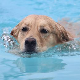 Golden Retrievers from Karen's Goldens