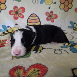 Leo - Black and white male Border Collie puppy in Gary, Indiana from Lake Ridge Border Collies