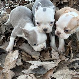 Lilac male - Lilac male Boston Terrier puppy in Mc Donough, Georgia from Ballard Boston Terriers