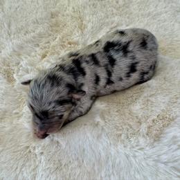 Ivy - Blue merle female Australian Shepherd puppy in Zwingle, Iowa from Homestead Aussies & Doodles