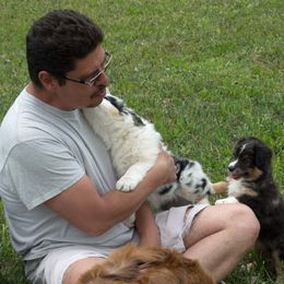 Miniature American Shepherd and Miniature Australian Shepherd Puppies from 74 Ranch Minis