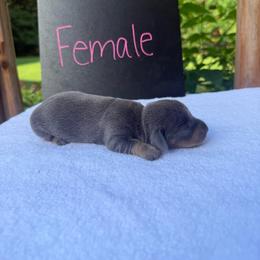 Girl 2 - Gray (blue) and tan female Dachshund puppy in Stilwell, Oklahoma from Johnson Dachshund’s