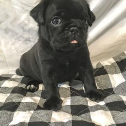 Pug and Shih Tzu Puppies from Swaying Sycamore Farm