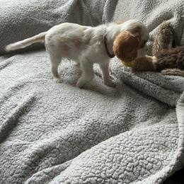 Snickerdoodle - Blenheim male Cavalier King Charles Spaniel puppy in Normangee, Texas from Country Candy Cavaliers