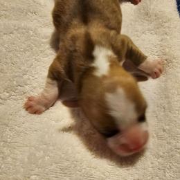 Biscuit - Red male Pembroke Welsh Corgi puppy in Walnut, Iowa from Michelle's House of Corgi's