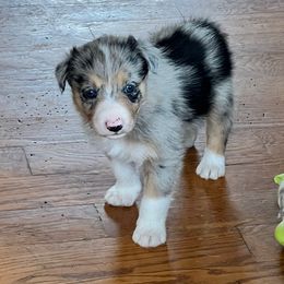 Male 2 - Blue merle male Border Collie puppy in Shell Knob, Missouri from Stoneridge Kennel