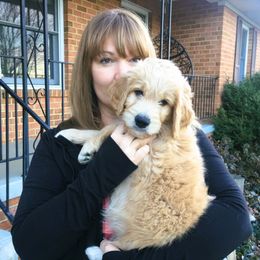 Goldendoodle Puppies from CharLia's Holistic English Cream Golden Retrievers & Doodles