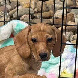 Ernie - Red male Dachshund puppy in Maidsville, West Virginia from L&B Lowriders