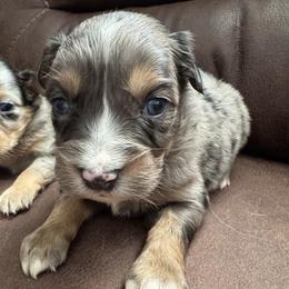 Ruddy - Blue merle male Toy Australian Shepherd puppy in Morganfield, Kentucky from 4T Toy and Mini Australian Shepherds