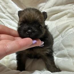 Mya - Orange sable female Pomeranian puppy in Waterloo, Indiana from Garcias Pomeranian