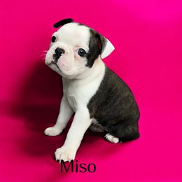 AKC Miso - Black brindle and white female Boston Terrier puppy in Galena, Kansas from RottNBostons