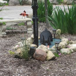 Doberman Pinscher Puppies from Laurel Vail