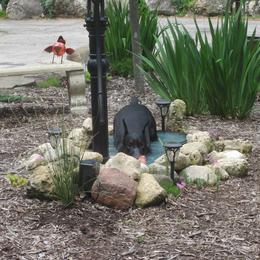 Doberman Pinscher Puppies from Laurel Vail