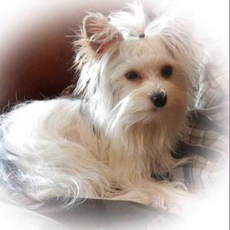 Bullmastiff and Yorkshire Terrier All Grown Up from Living in the Dog Houze