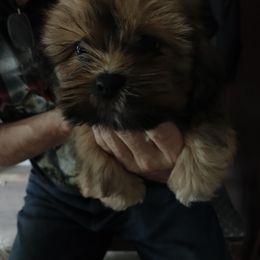 Lhasa Apso Puppies from Lauren McGlynn's Lhasa Apso Puppies