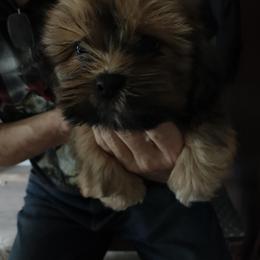 Lhasa Apso Puppies from Lauren McGlynn's Lhasa Apso Puppies