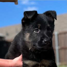 Boy 2 - Black and tan German Shepherd puppy in Wilmer, Texas from Babin K9