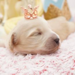 Hercules - Cream male Dachshund puppy in Big Rapids, Michigan from 30 Acre Woods Dachshunds