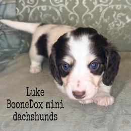 Luke - Chocolate and cream male Dachshund puppy in Lexington, Oklahoma from BooneDox Miniature Dachshunds