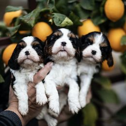 Cavalier King Charles Spaniel Puppies from Tsarevich Goldens and Cavaliers