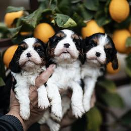 Cavalier King Charles Spaniel Puppies from Tsarevich Goldens and Cavaliers