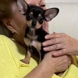 Chihuahua Puppies from Tulum Chihuahuas