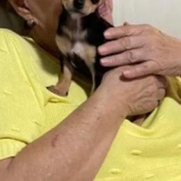 Chihuahua Puppies from Tulum Chihuahuas