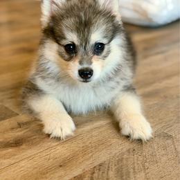 Griffin - Gray and white male Pomsky puppy in Centerville, Iowa from LJ Kennels Pomskies, LLC
