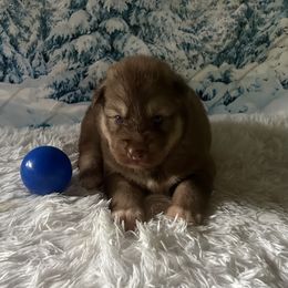 Angus - Red and white male Siberian Husky puppy in Summerville, South Carolina from Carolina Husky Lodge