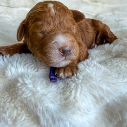 Carmel - Red  female Goldendoodle puppy in Battleground, Washington from Doodles Delight PNW