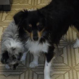 Lil Bit - Toy Australian Shepherd