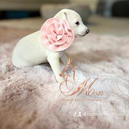Geneviève - Cream female Italian Greyhound puppy in Duvall, Washington from Hunter_Moon Hounds