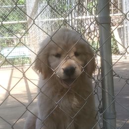 Golden Retriever Puppies from Sunkyst Golden Retrievers