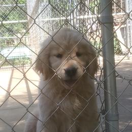 Golden Retriever Puppies from Sunkyst Golden Retrievers