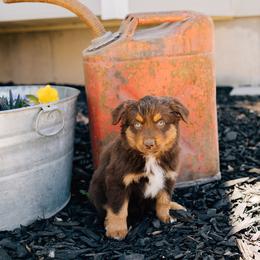 Baby Ruth - Red tri female Miniature Australian Shepherd puppy in Enoch, Utah from Twisted H Aussies