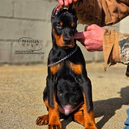 Lapua - Black and rust male Doberman Pinscher puppy in China Township, Michigan from Snell's Superior Kennel Dobermann & GSP