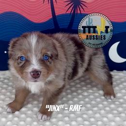Jinx - Red merle female Australian Shepherd puppy in Tucson, Arizona from TTTNT Aussies