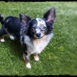 KoKo - Chihuahua