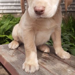Labrador Retrievers from Cove Mountain Labradors