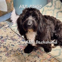 Ringo - Dachshund