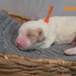 Applejack - Parti male Goldendoodle puppy in Summerville, South Carolina from Channys Doodles