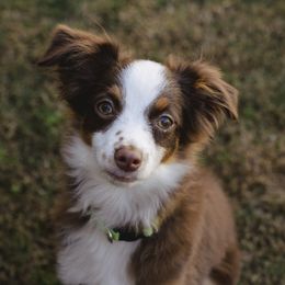 Boy 1 - Red tri male Toy Australian Shepherd puppy in Fresno, California from Duarte's Paw Blessings